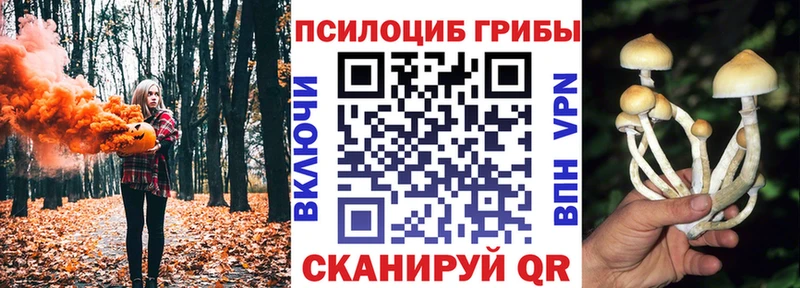 Псилоцибиновые грибы Psilocybe  купить   Хабаровск 